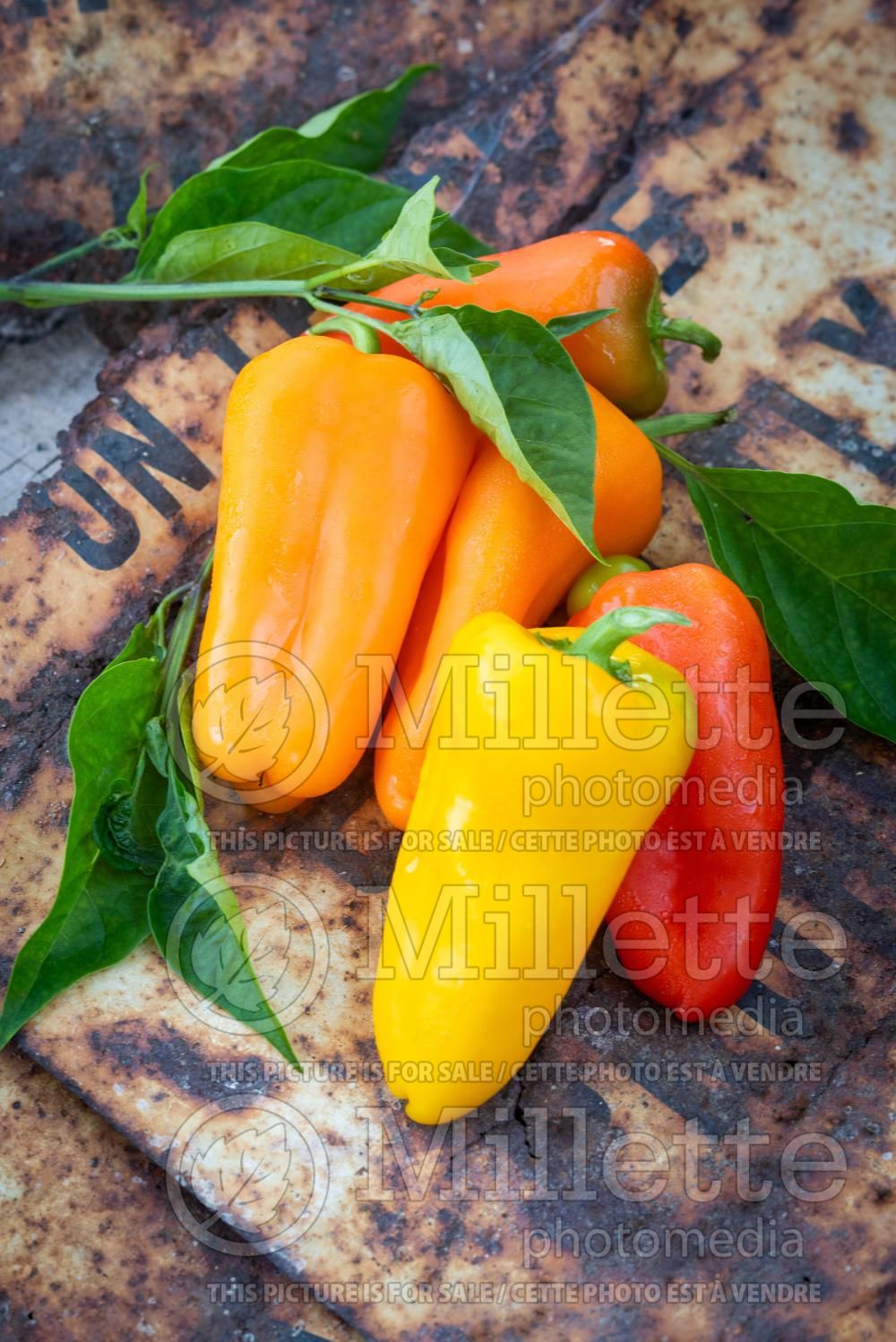 Capsicum annuum - Pepper Mix (Pepper) 4