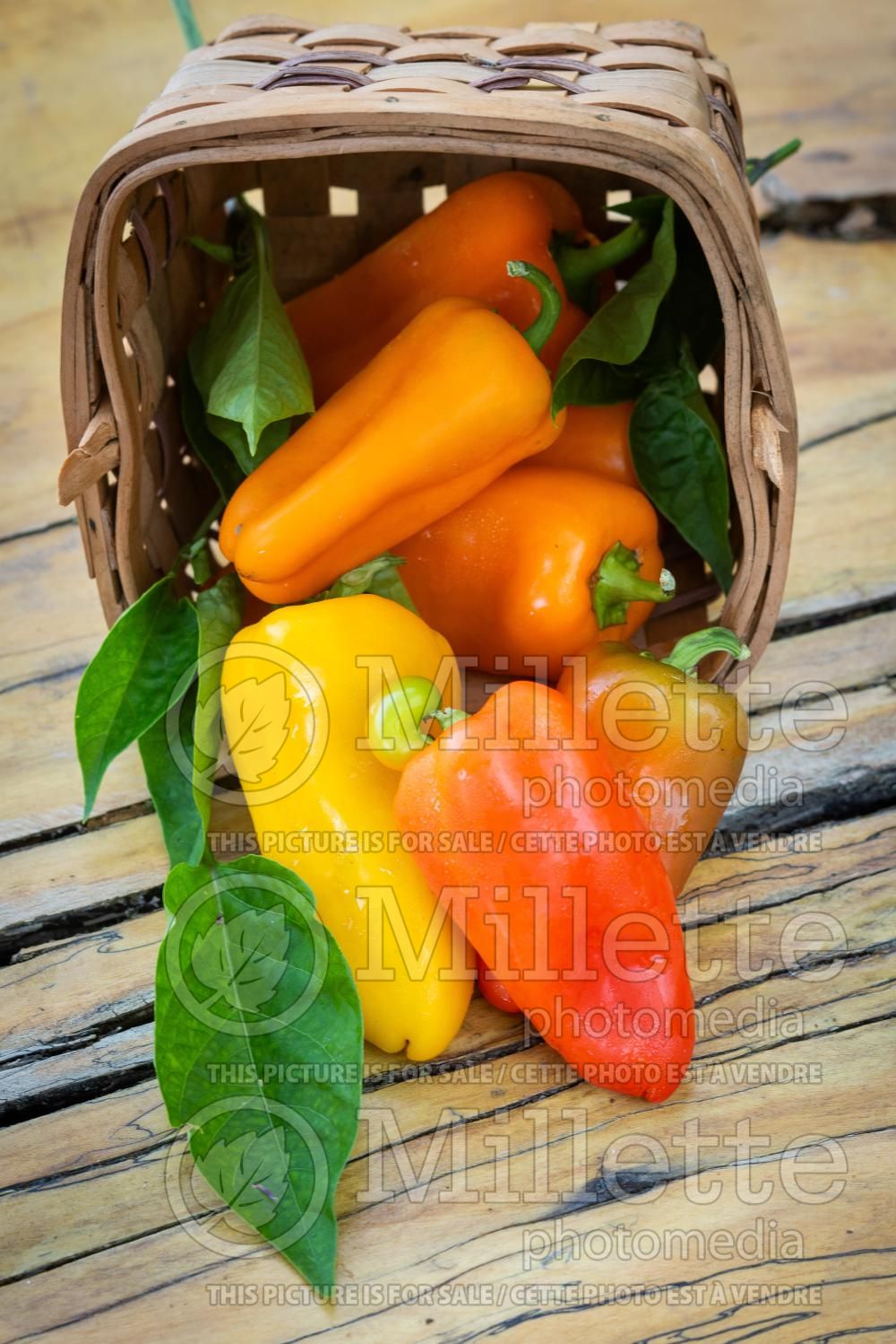 Capsicum annuum - Pepper Mix (Pepper) 5