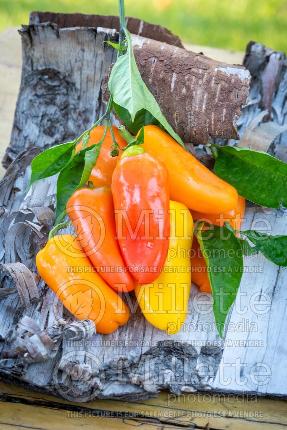 Capsicum annuum - Pepper Mix (Pepper) 6