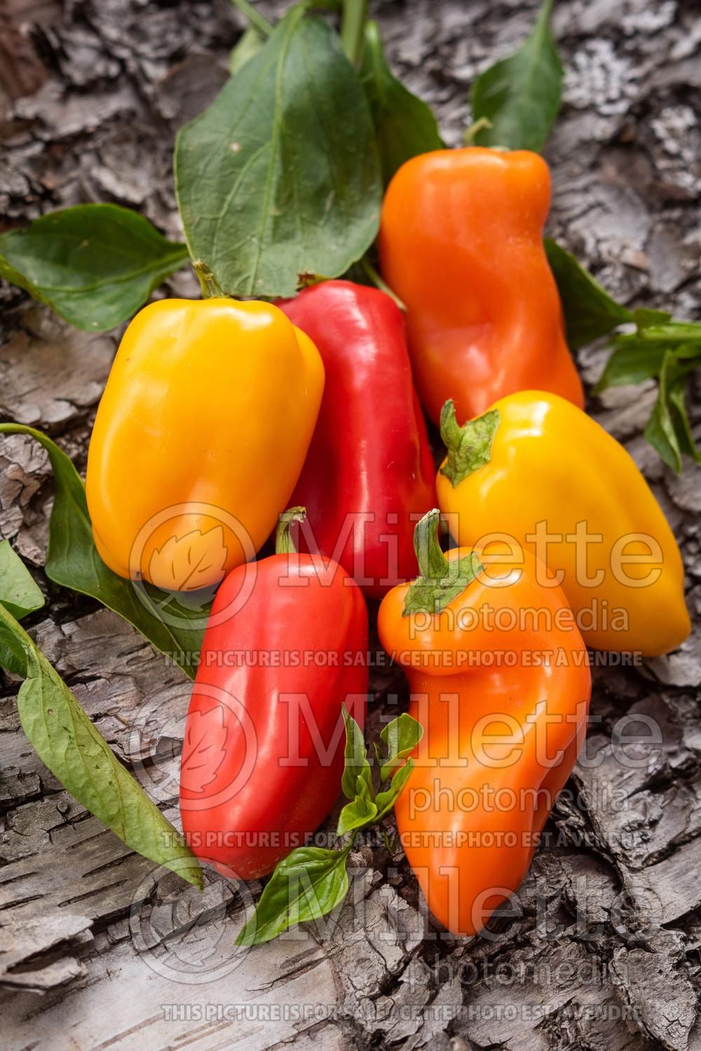 Capsicum annuum - Pepper Mix (Pepper) 7