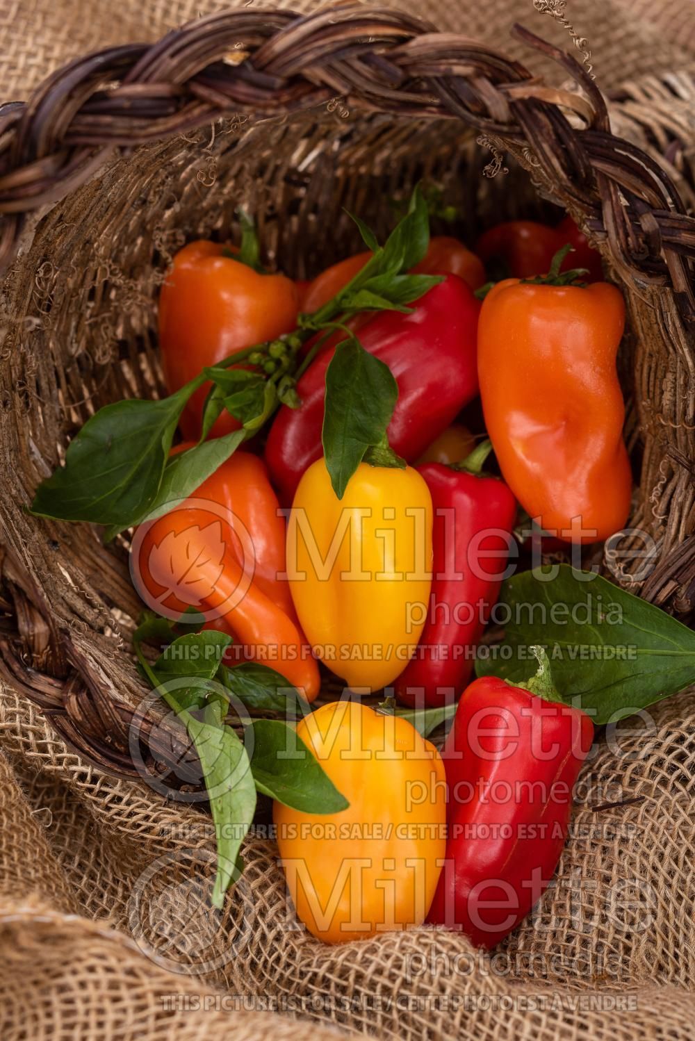Capsicum annuum - Pepper Mix (Pepper) 9