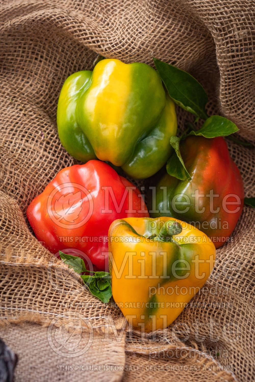 Capsicum annuum - Pepper Mix (Pepper) 10