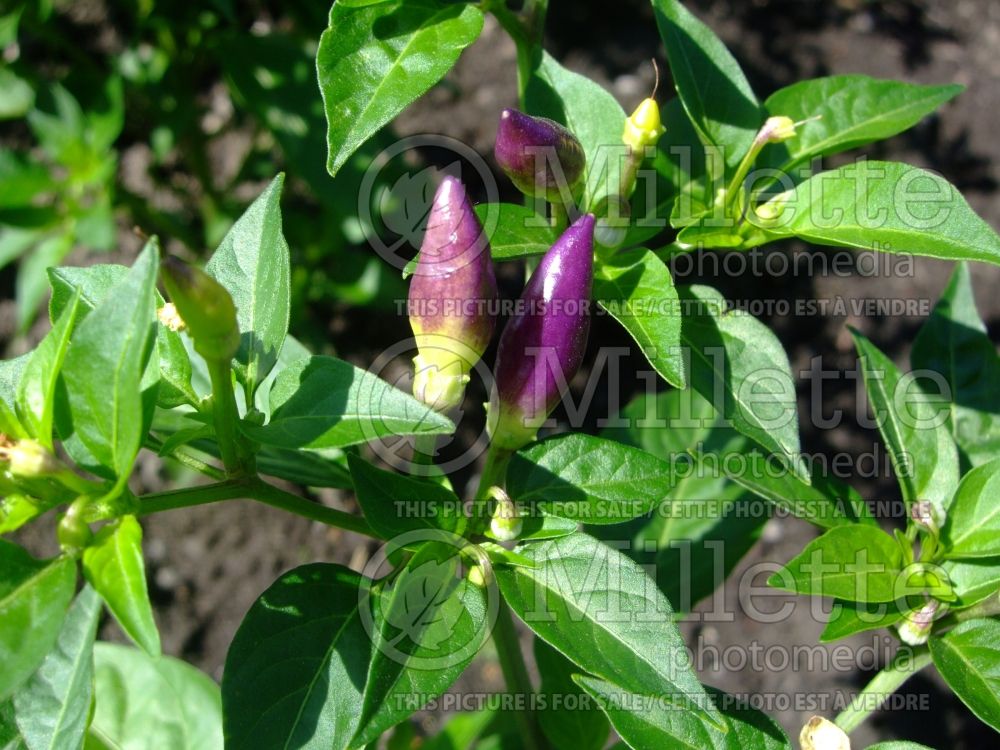 Capsicum Numex Twilight (pepper vegetable – poivron piment) 4 