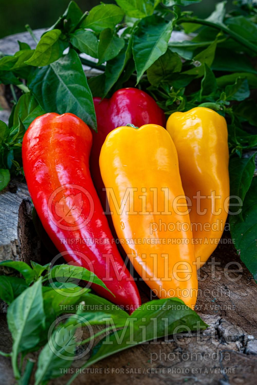 Capsicum annuum - Pepper Banana Mix (Pepper) 2