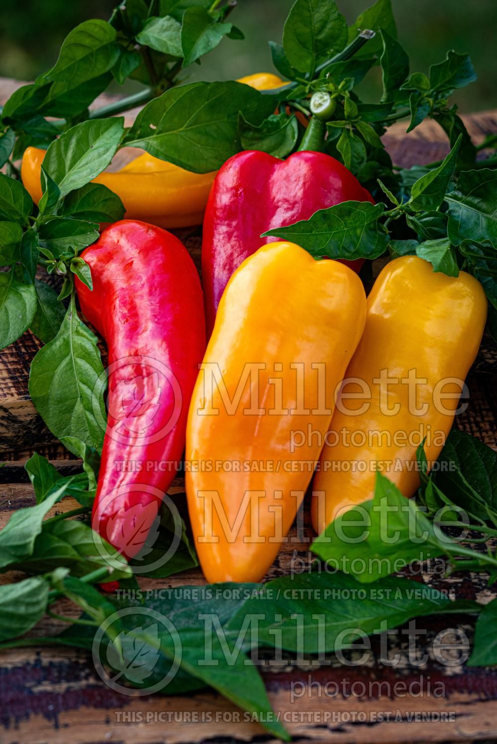 Capsicum annuum - Pepper Banana Mix (Pepper) 1