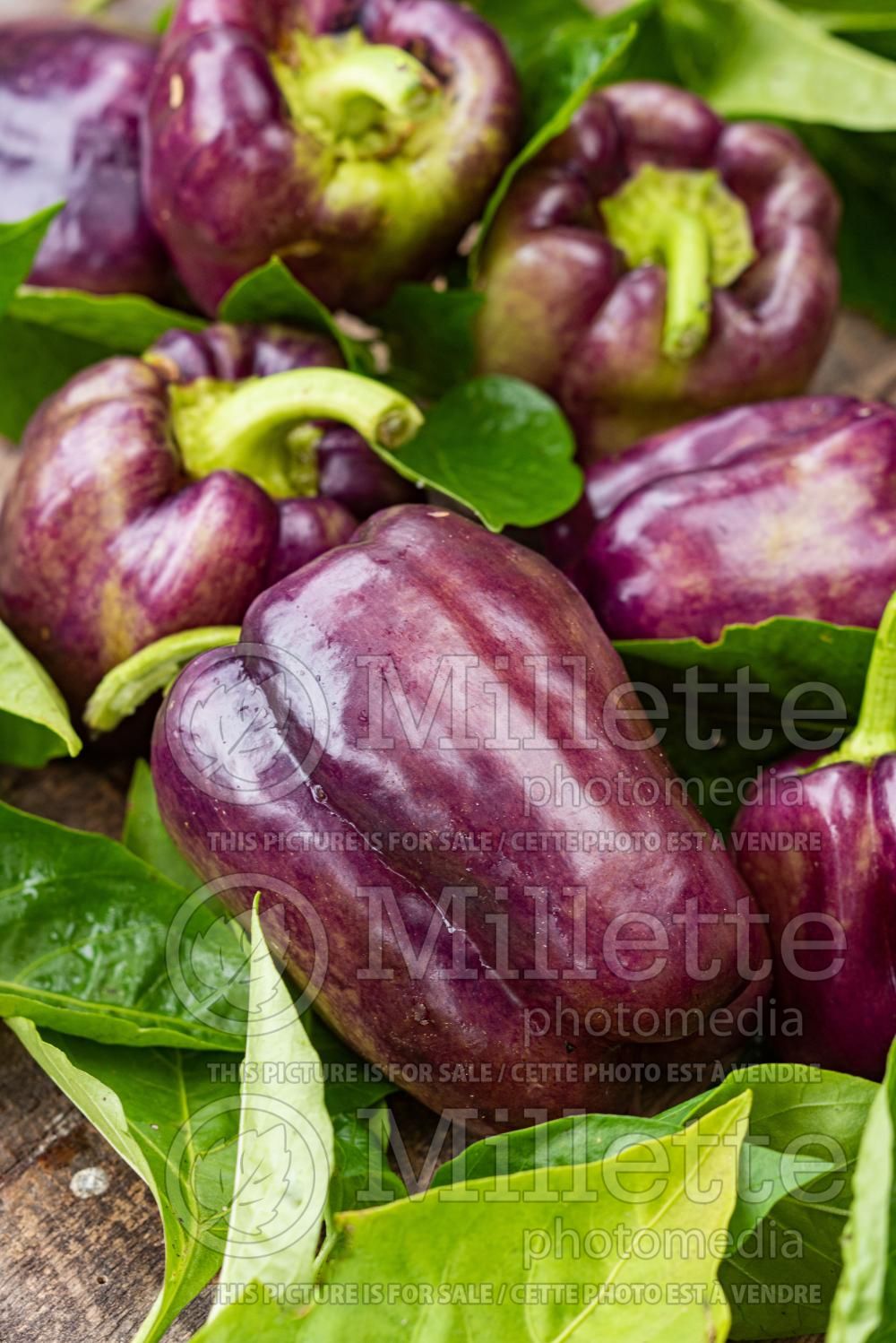 Capsicum Pinot Noir (pepper vegetable – poivron piment) 1