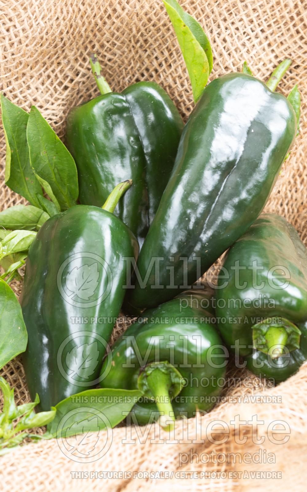 Capsicum Poblano (pepper vegetable – poivron piment) 4