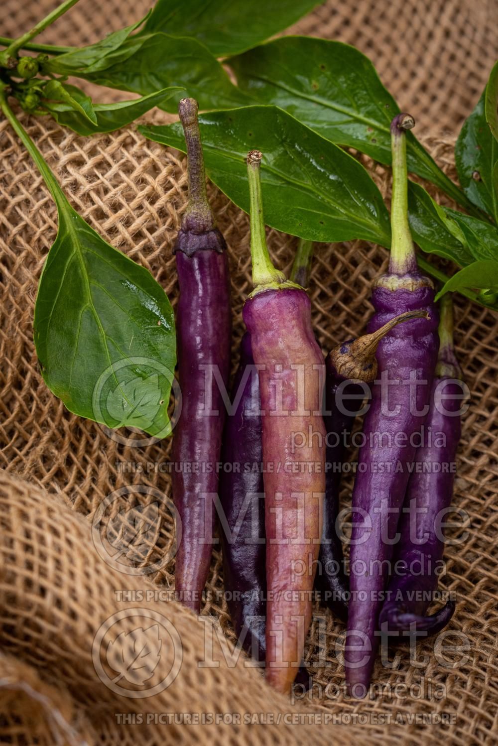 Capsicum Purple Cayenne (pepper vegetable – poivron piment) 1