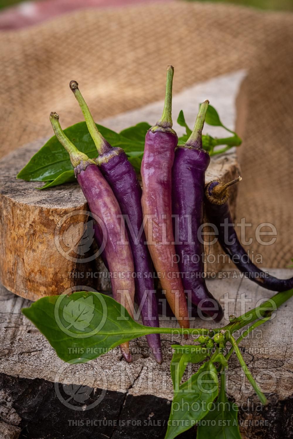 Capsicum Purple Cayenne (pepper vegetable – poivron piment) 2