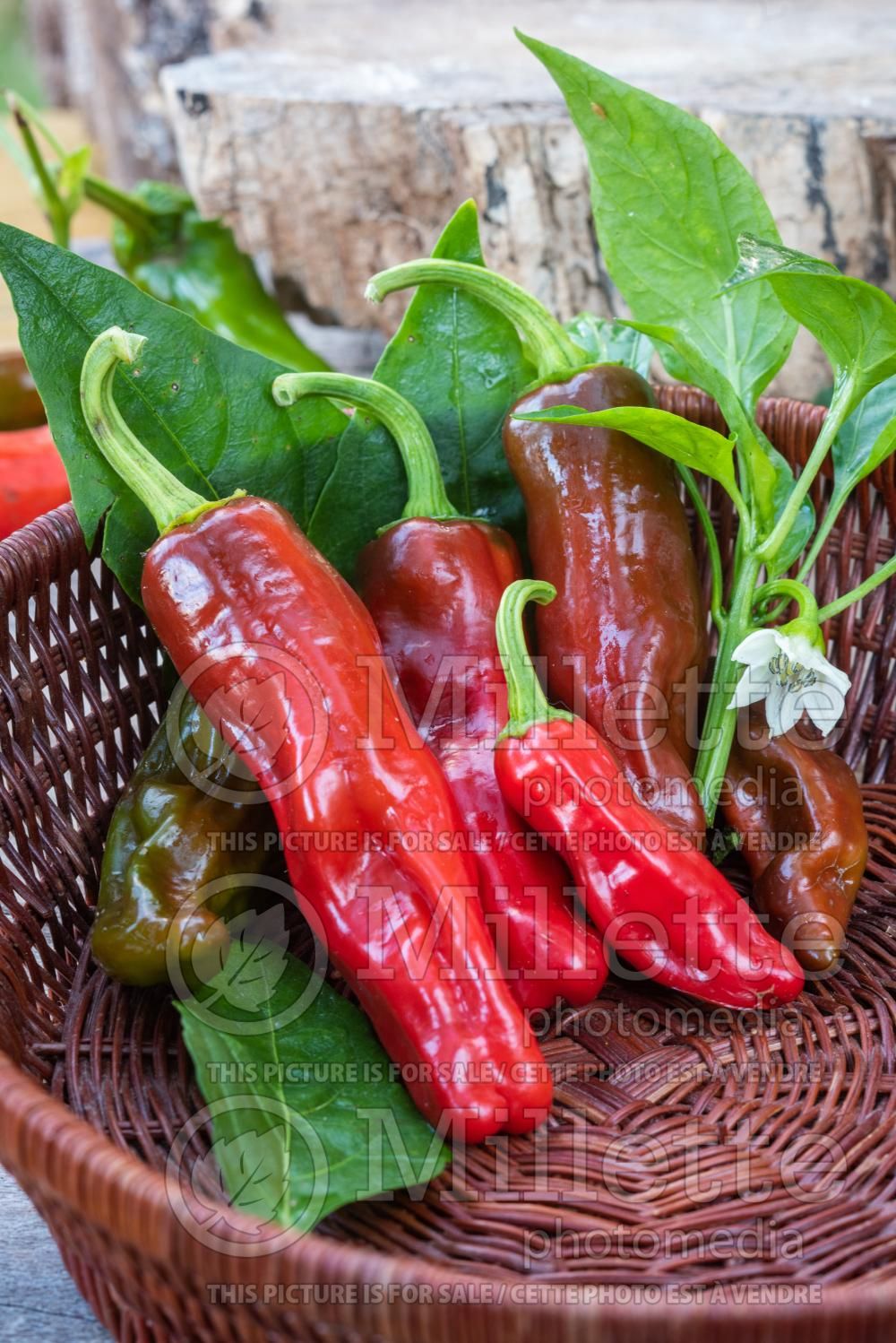 Capsicum Red Rocket (pepper vegetable – poivron piment) 2