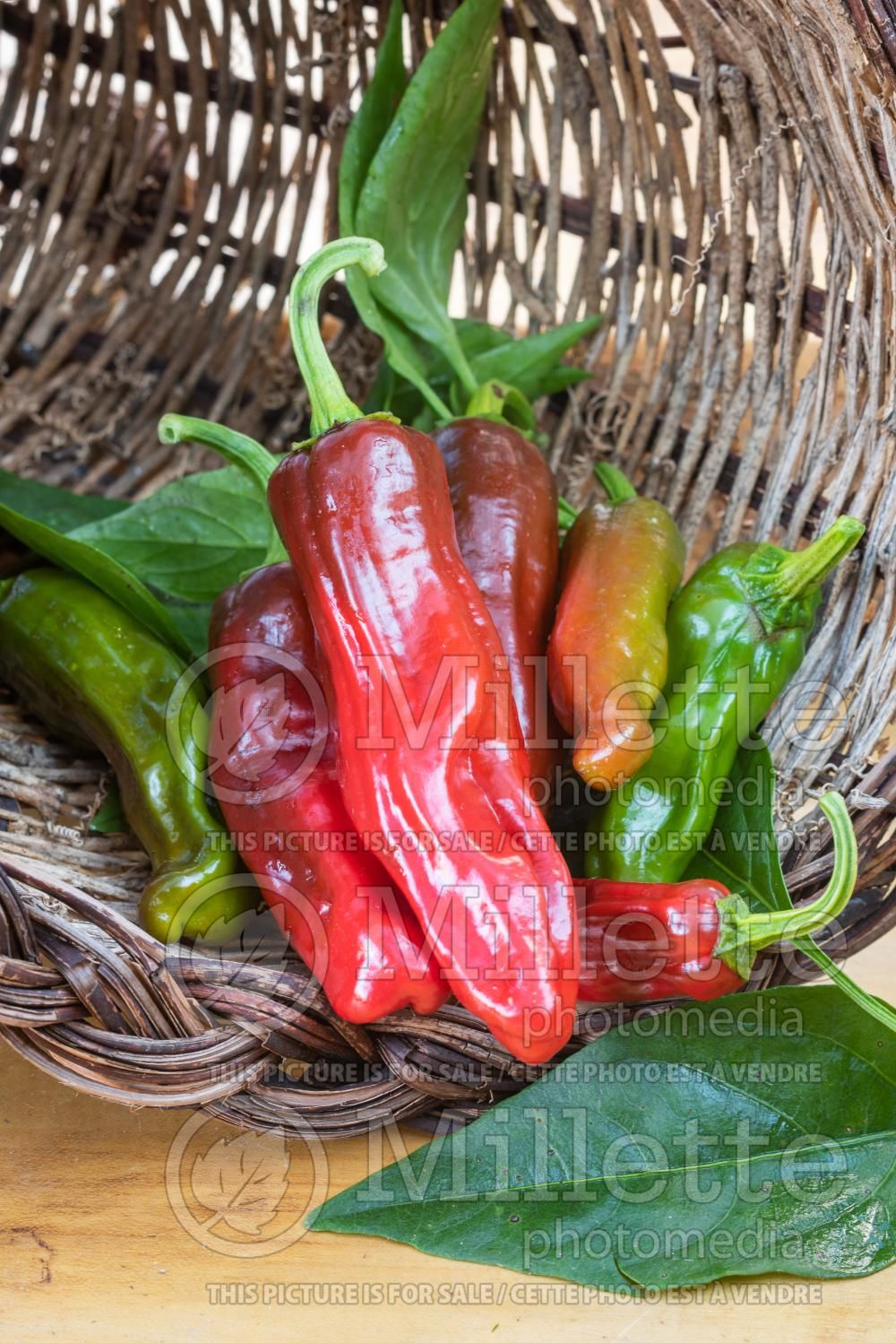 Capsicum Red Rocket (pepper vegetable – poivron piment) 3