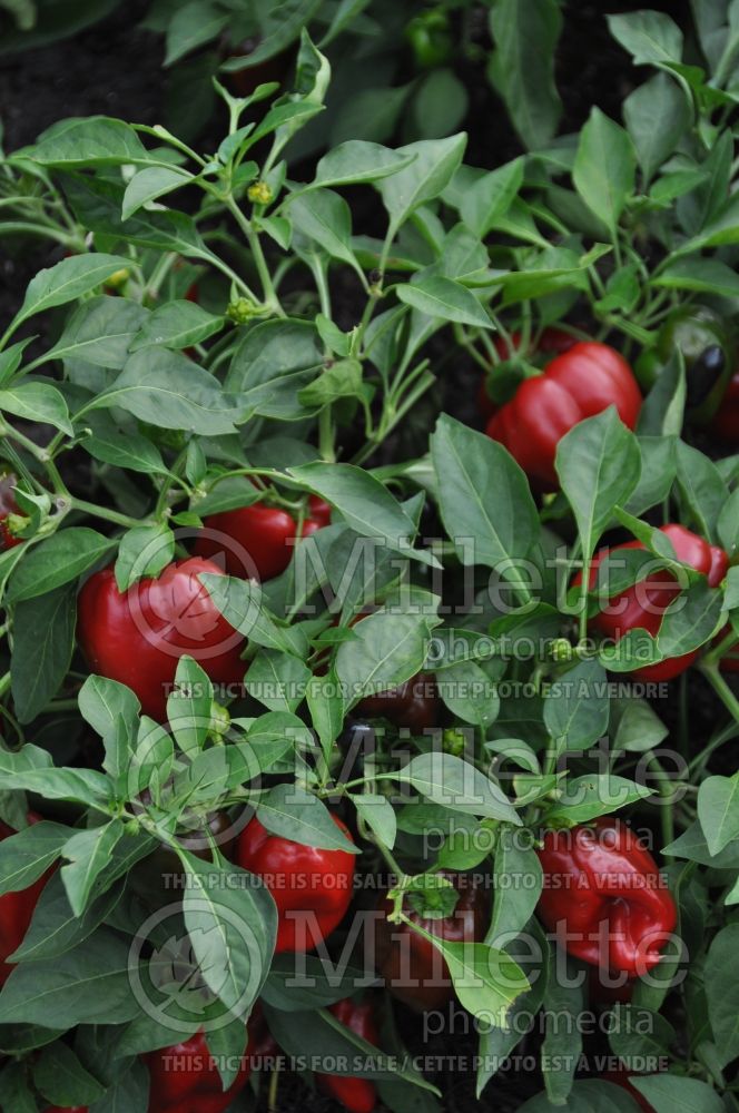 Capsicum Redskin (pepper vegetable – poivron piment) 2 