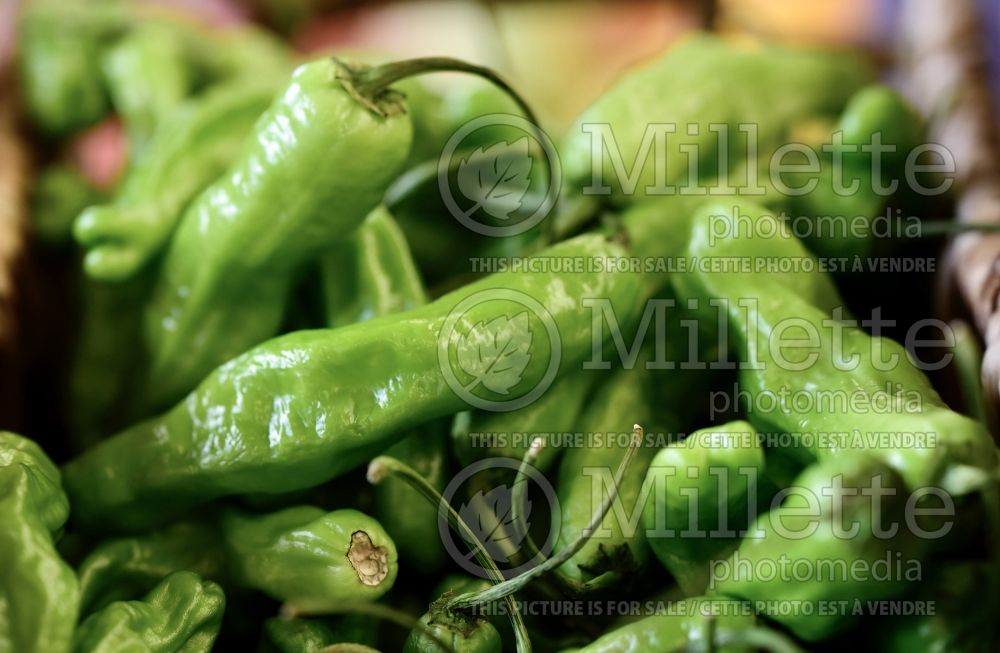 Capsicum Shishito (pepper vegetable – poivron piment) 1 