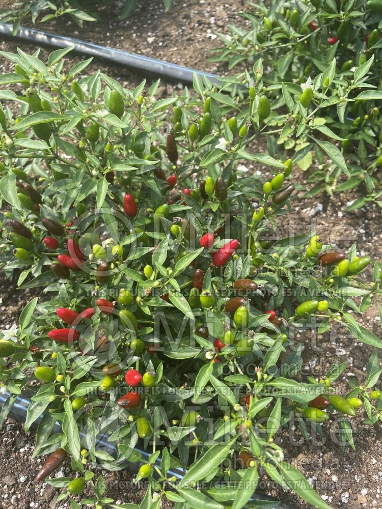 Capsicum Thai Hot (pepper vegetable – poivron piment) 4