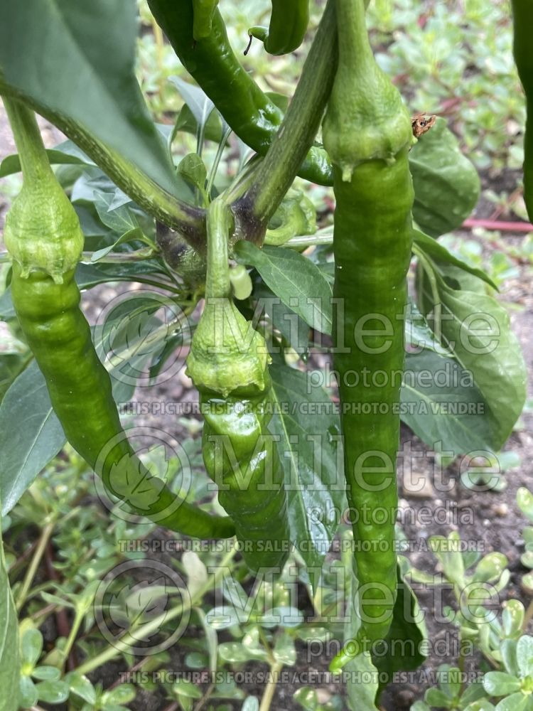 Capsicum Tres longs des Landes (pepper vegetable – poivron piment) 1 