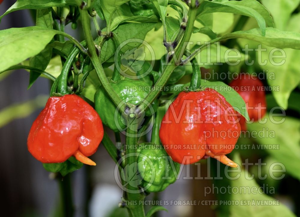 Capsicum chinense (habanero-type Pepper vegetable) 1 