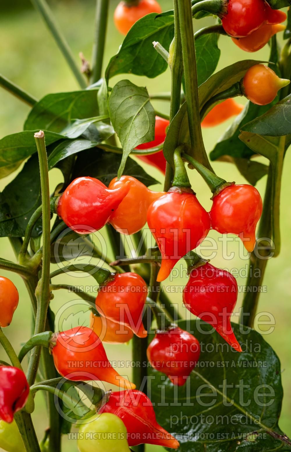 Capsicum Biquinho (pepper vegetable – poivron piment) 1