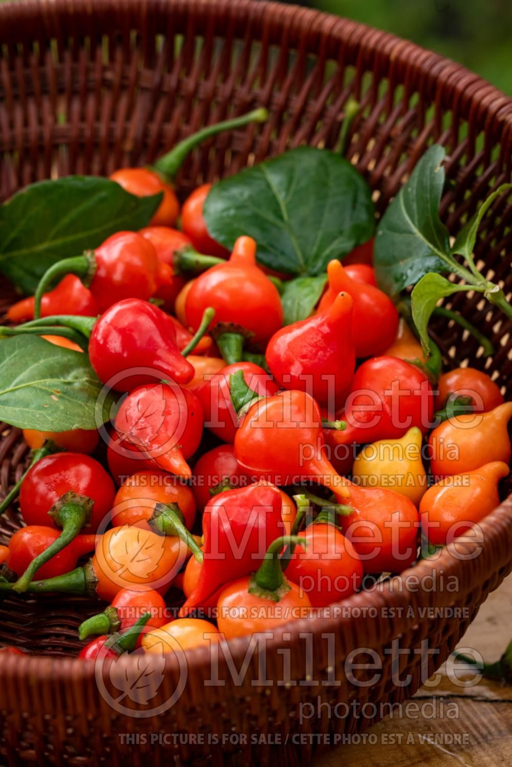 Capsicum Biquinho (pepper vegetable – poivron piment) 2