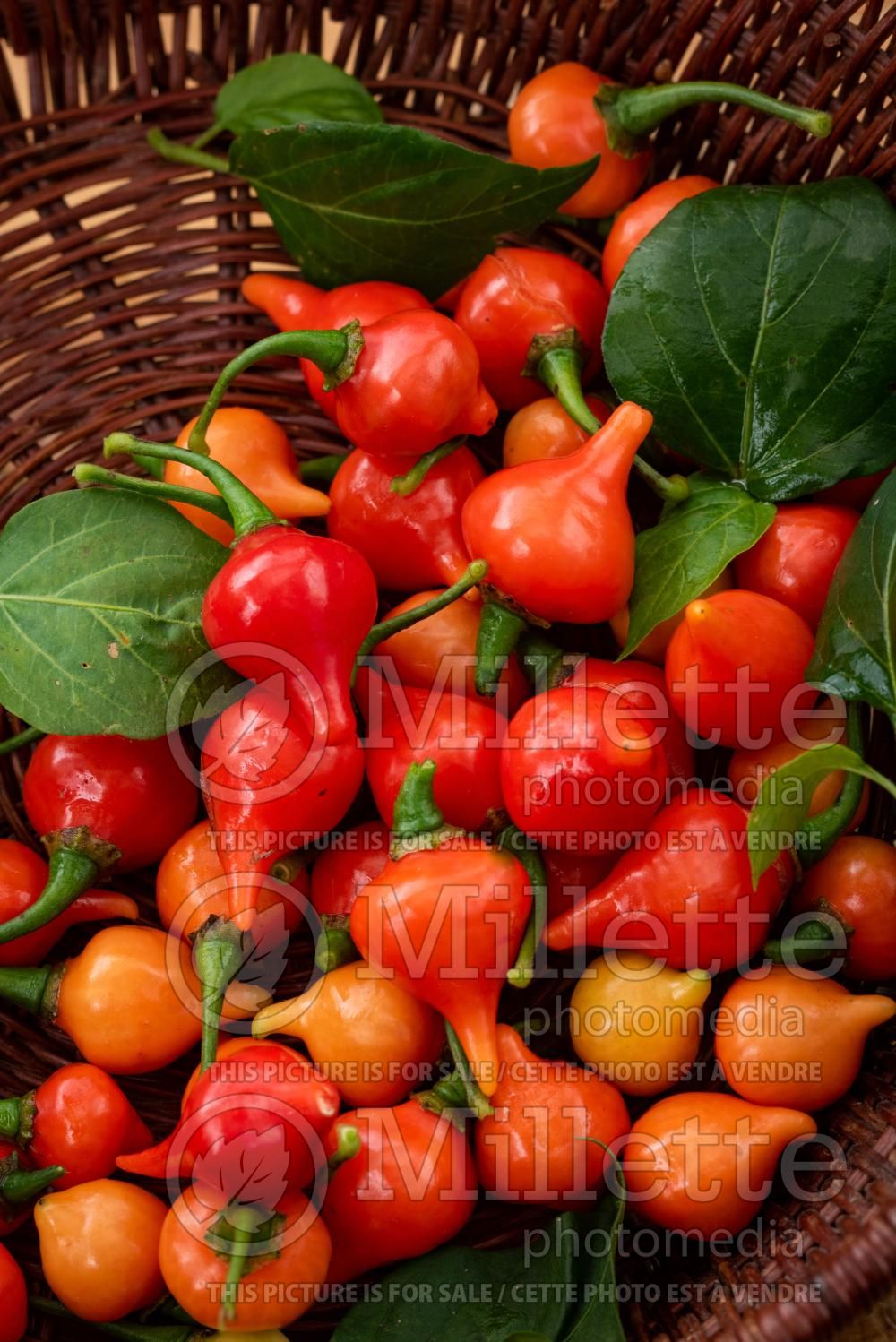 Capsicum Biquinho (pepper vegetable – poivron piment) 3