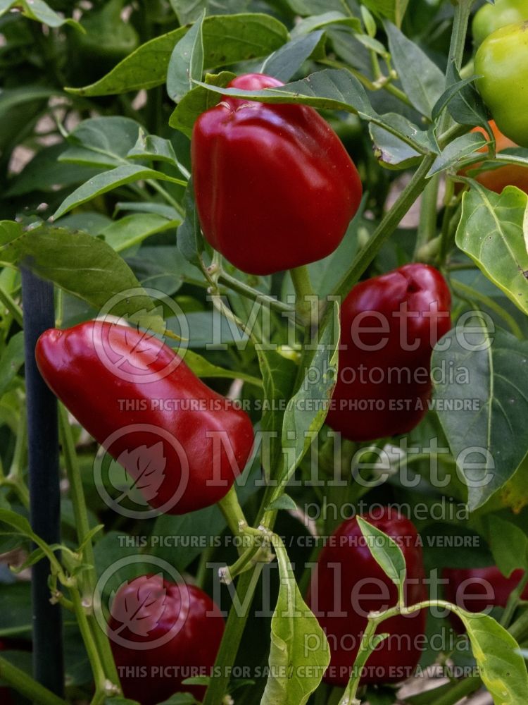 Capsicum Cupid Mini Bell (Bell pepper) 2 