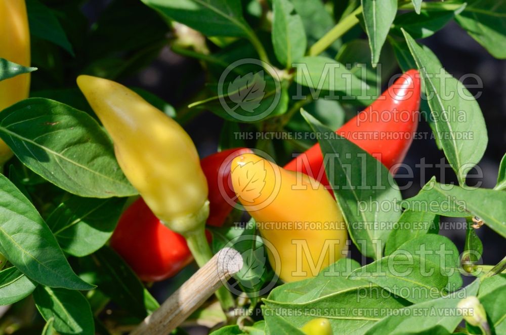 Capsicum Purira (pepper vegetable – poivron piment) 1