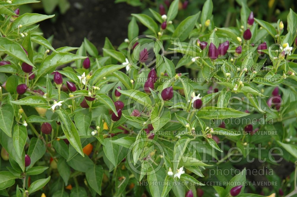 Capsicum  Numex Twilight (pepper vegetable – poivron piment) 3 