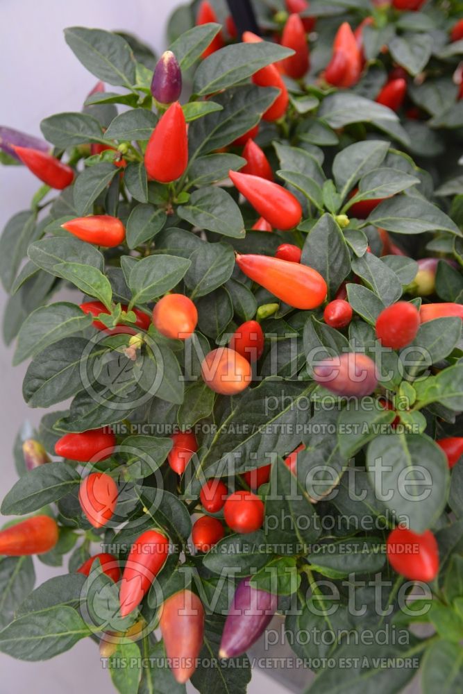 Capsicum Acapulco Multicolor (pepper vegetable – poivron piment) 1 