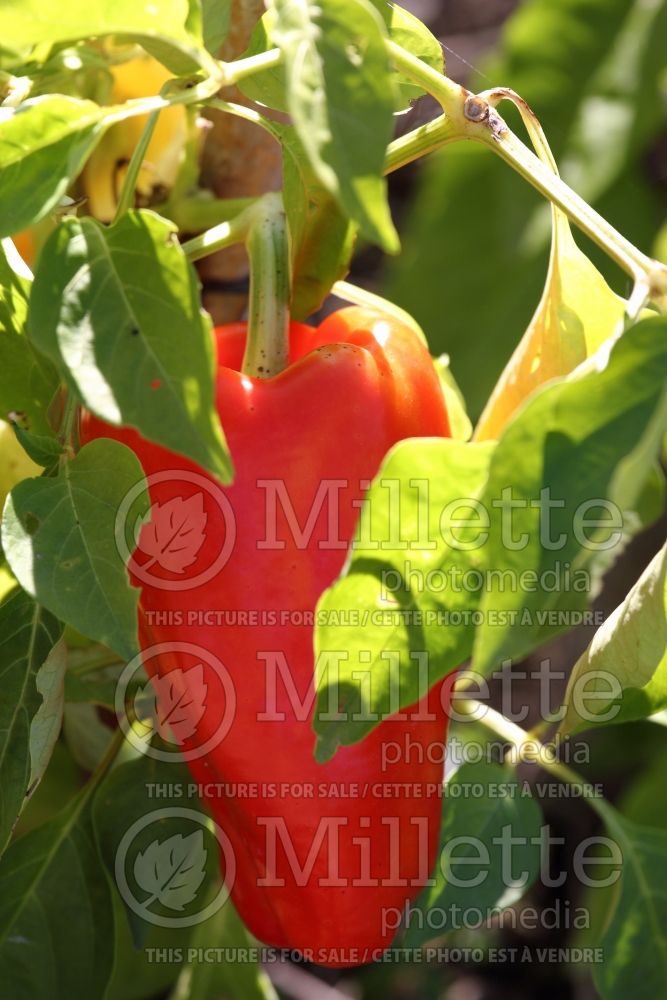 Capsicum Alba Regia (pepper vegetable – poivron piment) 2 