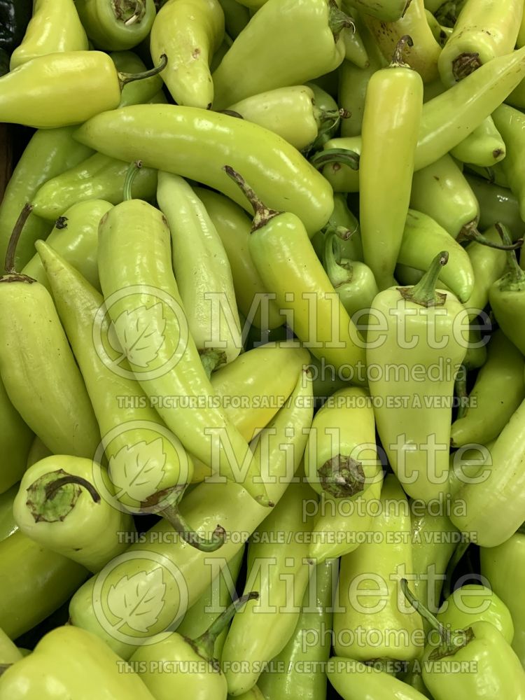 Capsicum Banana Pepper (pepper vegetable – poivron piment) 1 