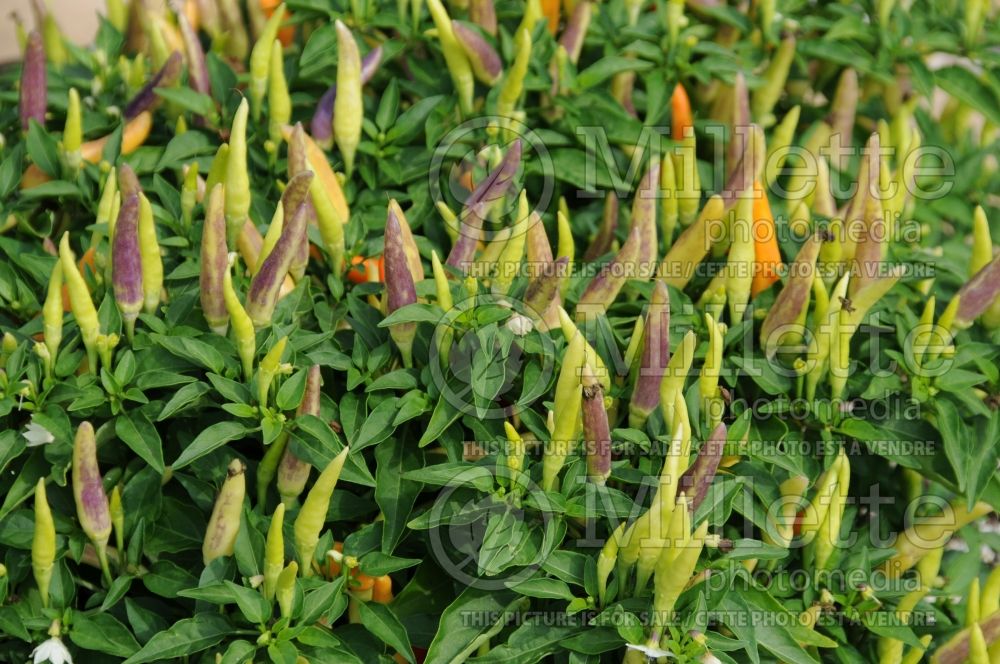 Capsicum Basket of Fire (pepper vegetable – poivron piment) 3 