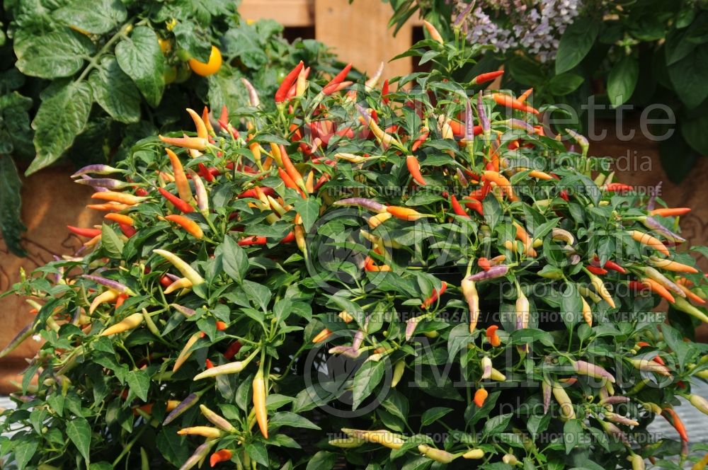 Capsicum Basket of Fire (pepper vegetable – poivron piment) 1 