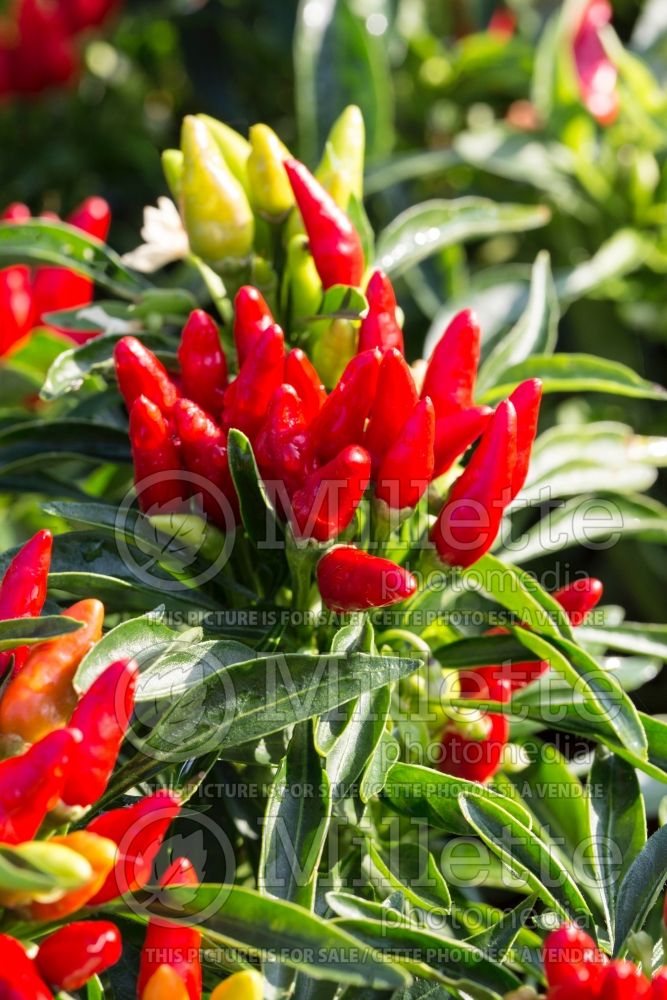 Capsicum Candlelight pepper vegetable – poivron piment) 2 