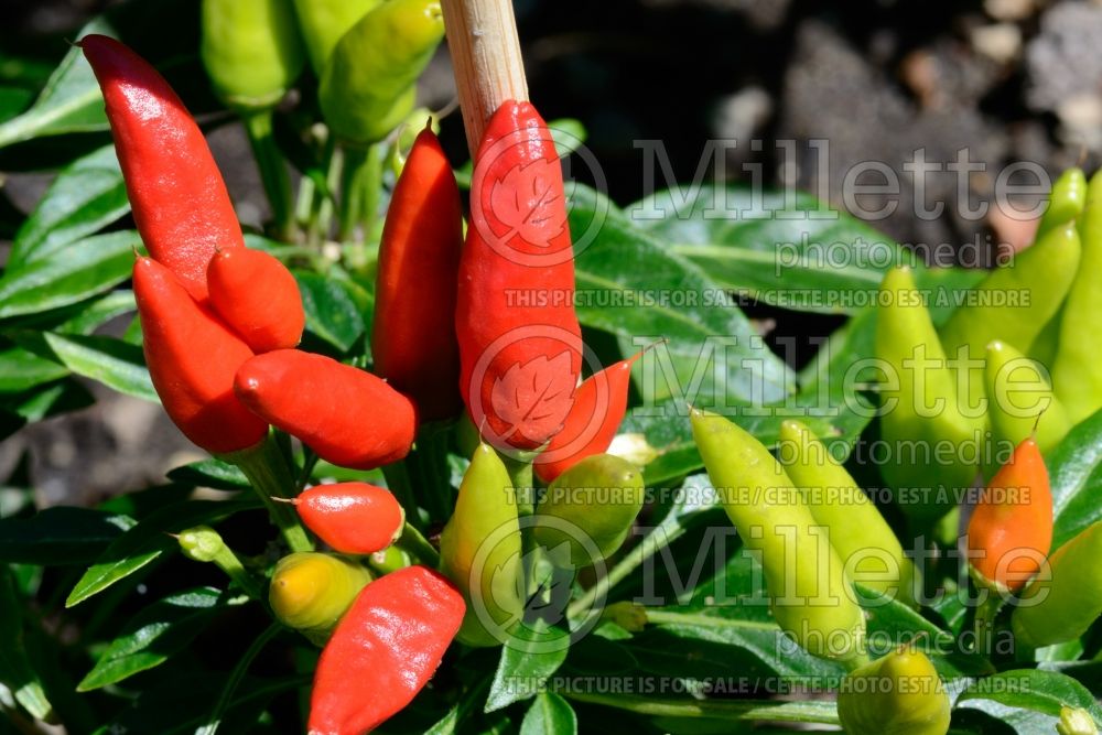 Capsicum Candlelight pepper vegetable – poivron piment) 3 