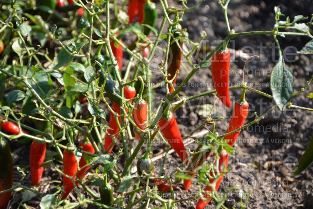 Capsicum Cayennetta (pepper vegetable – poivron piment) 5 
