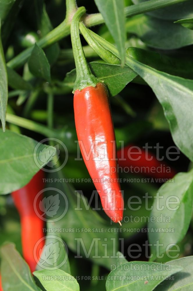 Capsicum Cayennetta (pepper vegetable – poivron piment) 2 