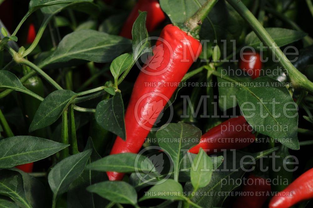 Capsicum Cayennetta (pepper vegetable – poivron piment) 4 