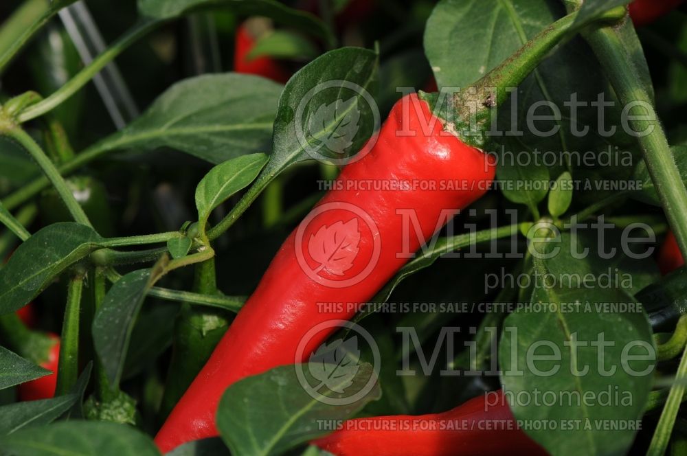 Capsicum Cayennetta (pepper vegetable – poivron piment) 1 