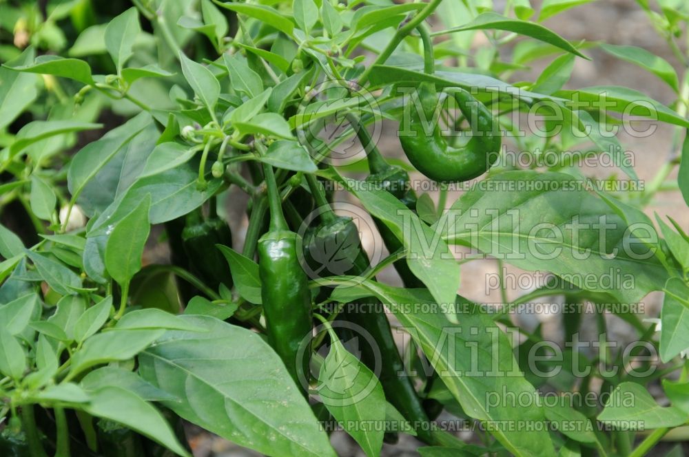 Capsicum Cayennetta (pepper vegetable – poivron piment) 3 