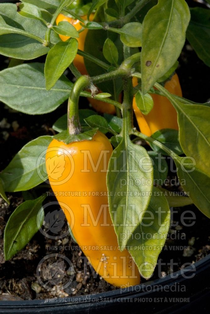 Capsicum Cheyenne (pepper vegetable – poivron piment) 1 