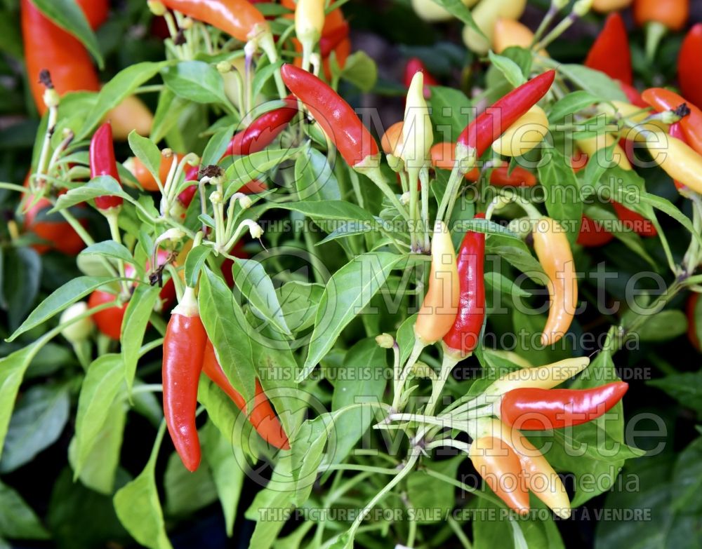 Capsicum Chilly Chili (pepper vegetable – poivron piment) 2 
