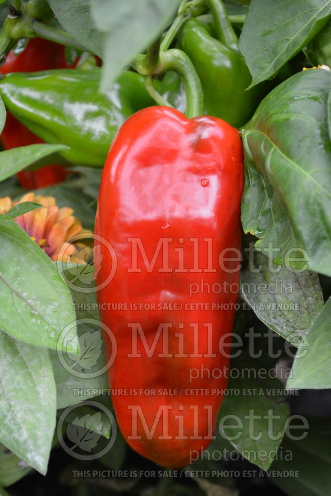 Capsicum Dimitri (pepper vegetable – poivron piment) 1 