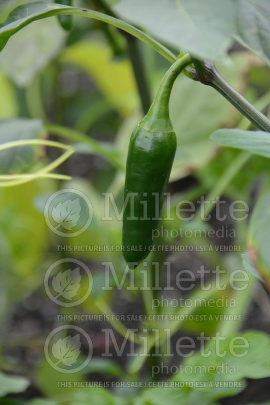 Capsicum Emerald Fire (pepper vegetable – poivron piment) 1 