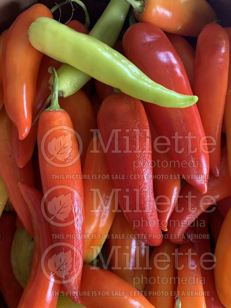 Capsicum hybrid - Ghost pepper (pepper vegetable – poivron piment) 3 
