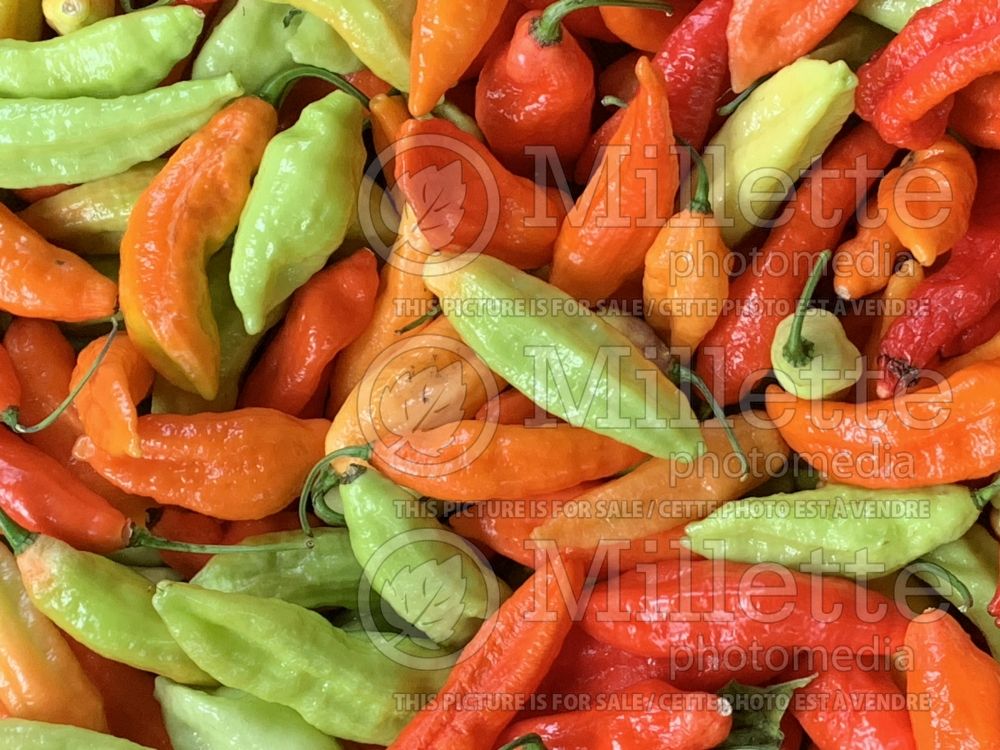 Capsicum hybrid - Ghost pepper (pepper vegetable – poivron piment) 2 
