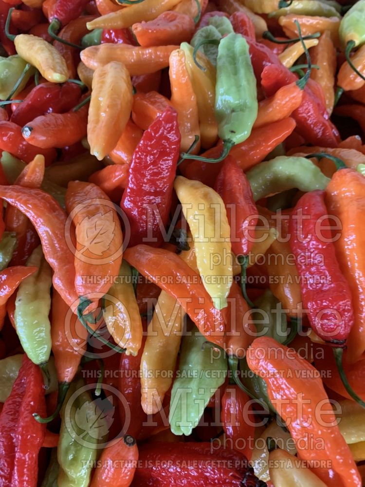 Capsicum hybrid - Ghost pepper (pepper vegetable – poivron piment) 5