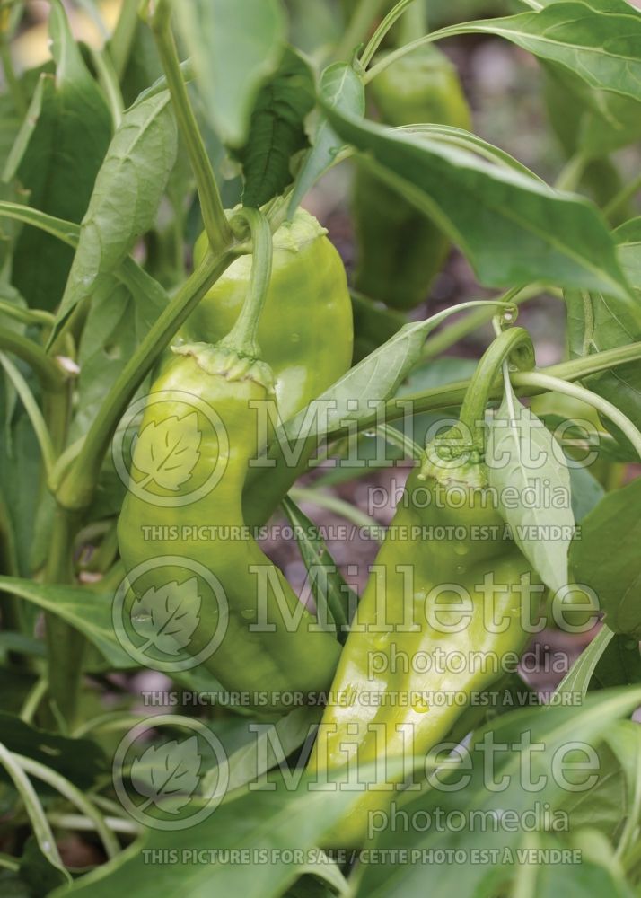 Capsicum Giant Marconi (pepper vegetable – poivron piment) 1 