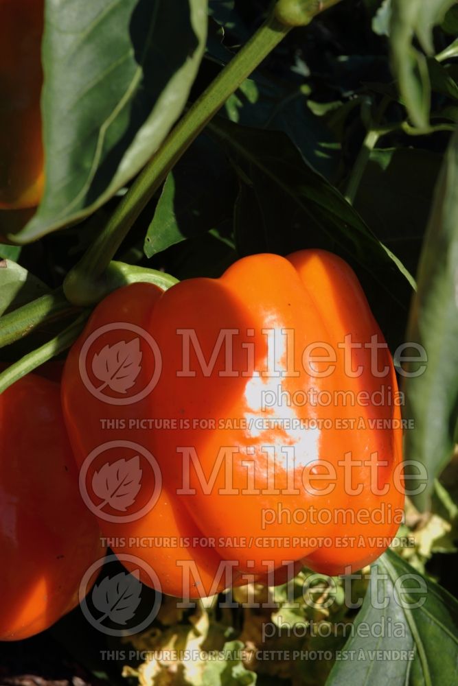 Capsicum Gourmet Orange (pepper vegetable – poivron piment) 3 