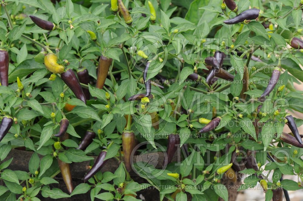 Capsicum Gusto Purple (pepper vegetable – poivron piment) 2 