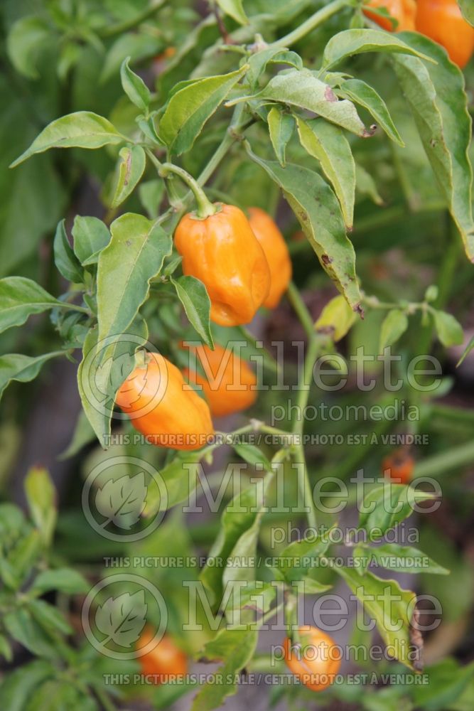 Capsicum Hungarian Wax (pepper vegetable – poivron piment) 1 