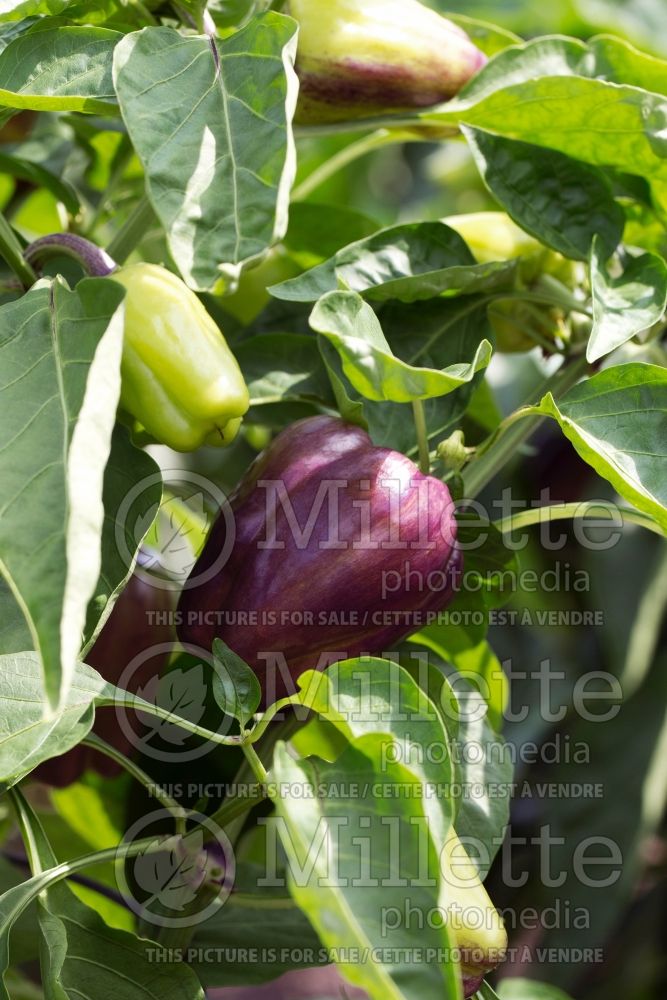 Capsicum Islander (pepper vegetable – poivron piment) 1 